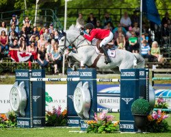 jumper Bokai (KWPN (Royal Dutch Sporthorse), 2006, from Insul Tech Up To Date 8)