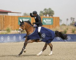 jumper Enzo (KWPN (Royal Dutch Sporthorse), 2009, from Ustinov)