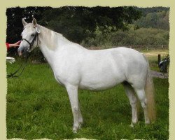 broodmare Grallagh Méaròg (Connemara Pony, 1994, from Bruadar)