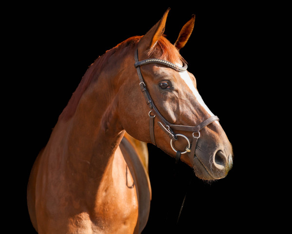 dressage horse Dinozzo 7 (Westphalian, 2016, from Don Marco 3)