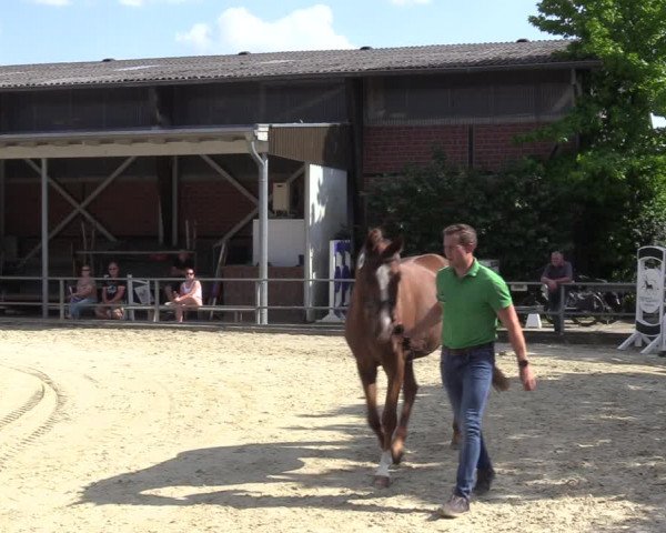 Sichtung zum Horse24-Fohlenchampionat 2023 in Münster-Albachten
