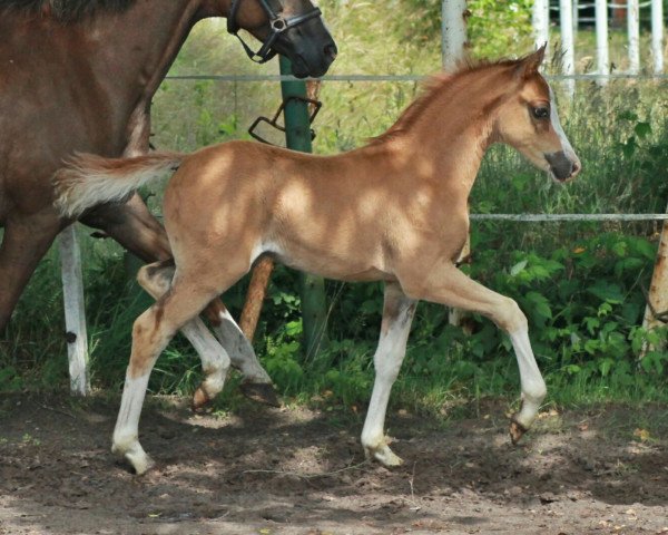 Pferd Pocahontas GM (Deutsches Reitpony, 2016, von Palolo Kid)