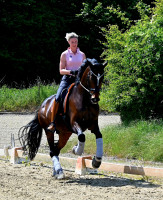 dressage horse Schorsch I CH (Westphalian, 2018, from Secret)