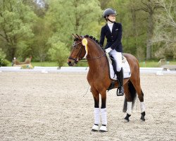 stallion Ganymed W WE (German Riding Pony, 2019, from Glück Auf A)