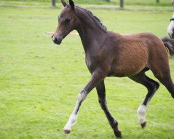 dressage horse Beauty Girl (German Riding Pony, 2016, from Davenport II)