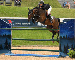 stallion Illusion CL (KWPN (Royal Dutch Sporthorse), 2013, from Arezzo VDL)