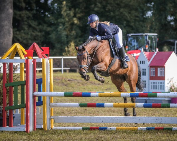 jumper Cayenne 239 (German Sport Horse, 2008, from Canterbury)
