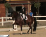 dressage horse Te Quiero Sf (Holsteiner, 2011, from Totilas)