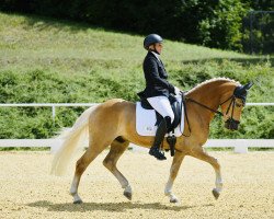 dressage horse Ahu Ass (4,25% ox) (Edelbluthaflinger, 2018, from Armani Ass (4,004% ox))