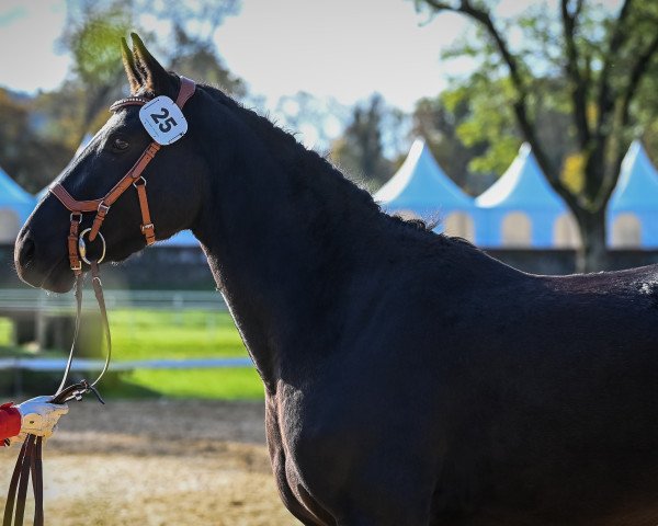 jumper Jasmin's Girl CH (Swiss Warmblood, 2018, from Adinus)