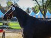 jumper Jasmin's Girl CH (Swiss Warmblood, 2018, from Adinus)