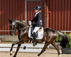 dressage horse Melina 81 (German Riding Pony, 2014, from Bon Jovi)