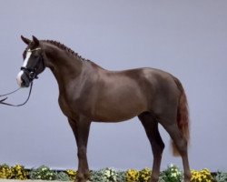 dressage horse Broadway M (Hanoverian, 2020, from Bon Courage 4)