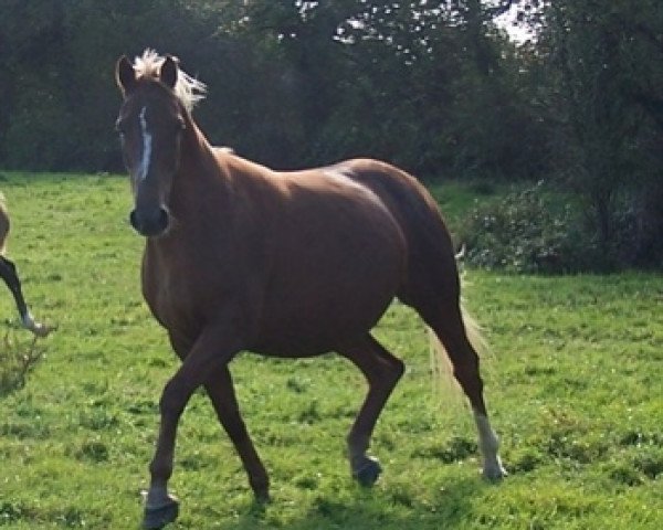 broodmare Rolls Platiere (Selle Français, 2005, from Quidam de Revel)