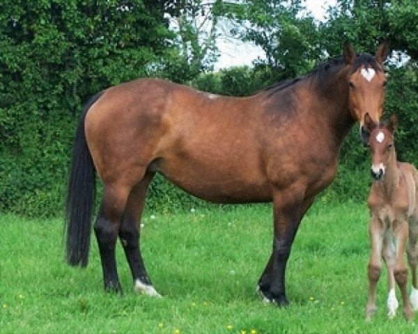 broodmare Ondine Platiere (Selle Français, 2002, from Quick Star)