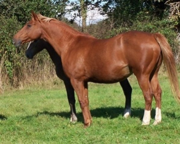 broodmare Heloise Platiere (Selle Français, 1995, from Verdi)