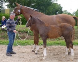 broodmare Tina Platiere (Selle Français, 2007, from Quidam de Revel)