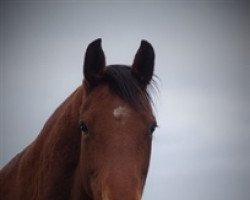 broodmare Titane Platiere (Selle Français, 2007, from Diamant de Semilly)