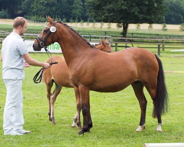 Zuchtstute Gleam of Hope (Deutsches Reitpony, 2010, von Genesis B)