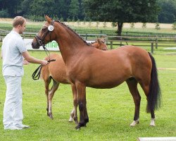 broodmare Gleam of Hope (German Riding Pony, 2010, from Genesis B)