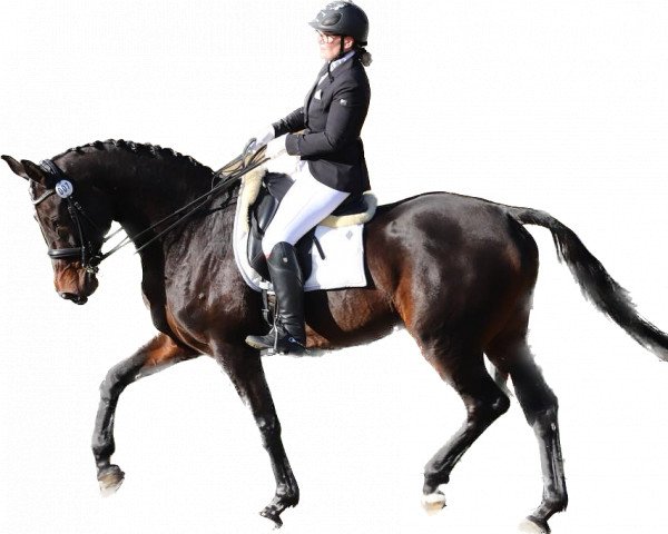 dressage horse Indigo de Winghe (Belgian Warmblood, 2008, from Stedinger)