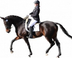 dressage horse Indigo de Winghe (Belgian Warmblood, 2008, from Stedinger)