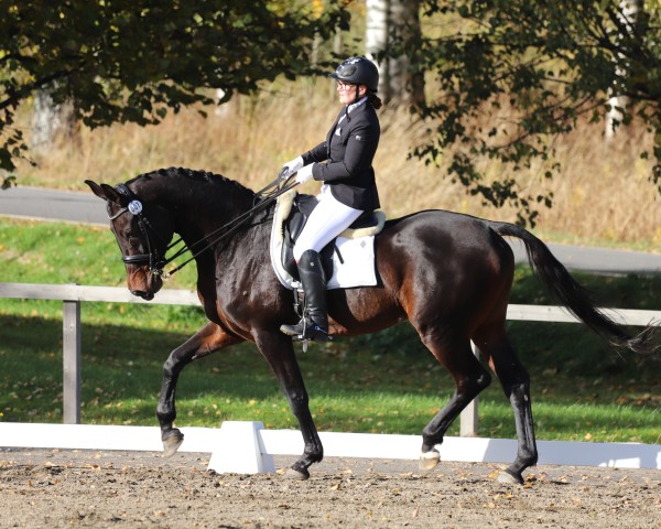 dressage horse Indigo de Winghe (Belgian Warmblood, 2008, from Stedinger)