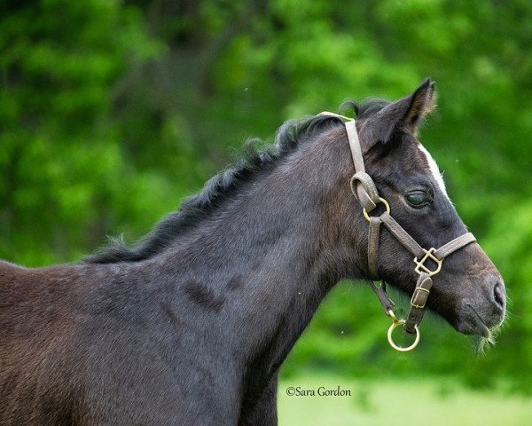 horse Stute von Tapit xx (Thoroughbred, 2023, from Tapit xx)