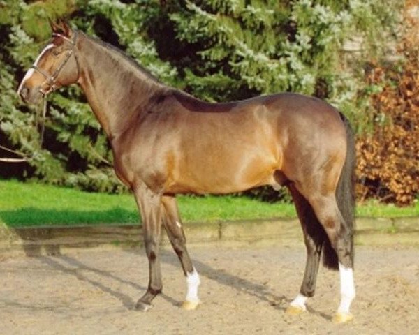 stallion Quantum (Holsteiner, 1994, from Quidam de Revel)