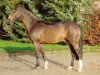 stallion Quantum (Holsteiner, 1994, from Quidam de Revel)