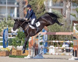 jumper Memphis v/d Vaart (Belgian Warmblood, 2012, from Elvis Ter Putte)