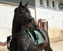 dressage horse Hotspot (German Sport Horse, 2015, from Summertime)