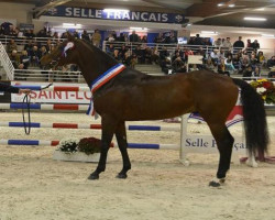 stallion Admiral de Leurven (Selle Français, 2010, from Lux Z)