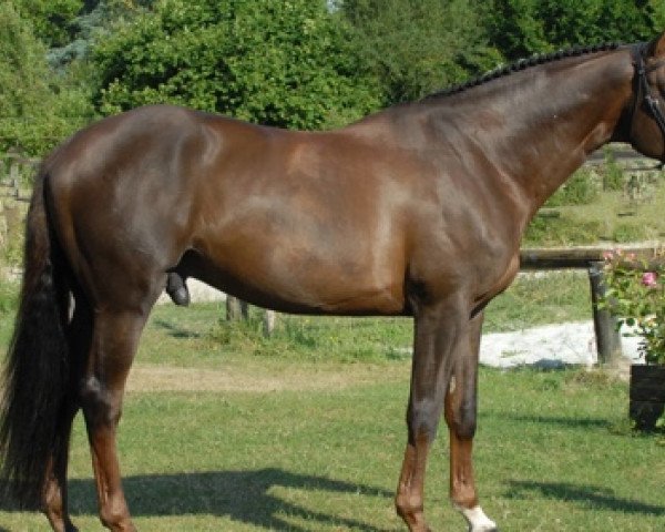 stallion Quartz Rouge (Selle Français, 2004, from Ultimo van ter Moude)