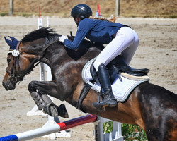 jumper Lily M (Deutsches Sportpferd, 2008, from Stallone Quainton)