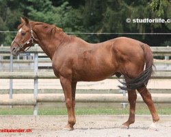 stallion Tanael du Serein (Selle Français, 1985, from Narcos II)