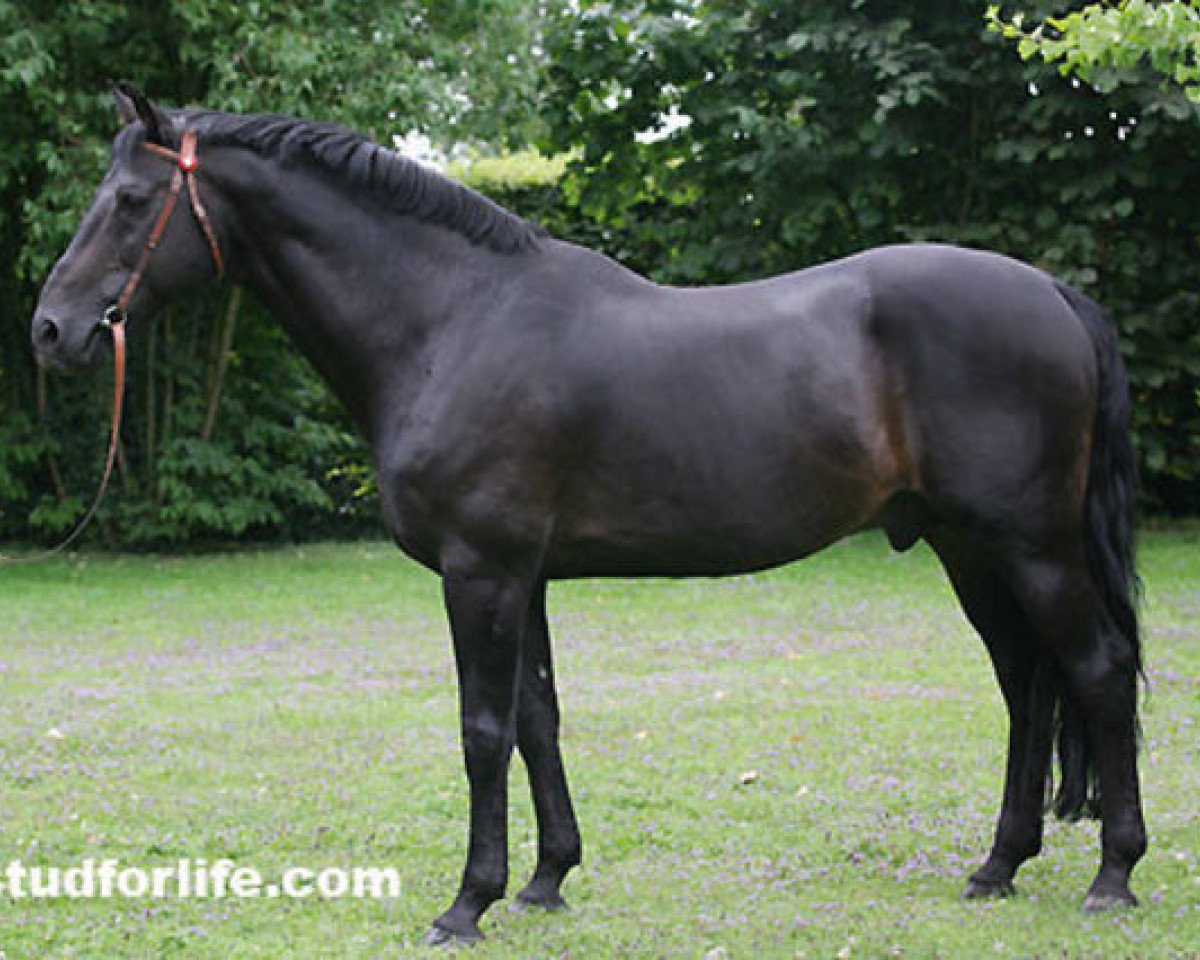 Deckhengst Carino (Holsteiner, 1991, von Calando I)