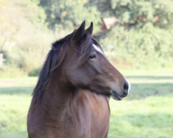 Geländepferd Annika Melonika (Welsh Partbred, 2007)