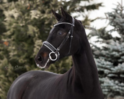 dressage horse Fritz 706 (Oldenburg, 2016, from Finest)