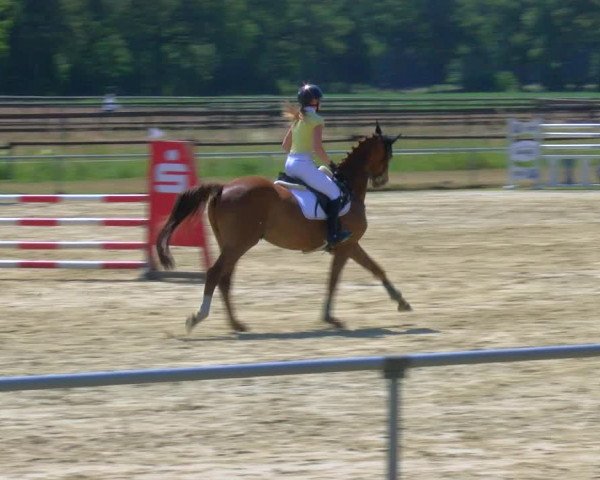 Reitturnier Coesfeld/Lette 2023