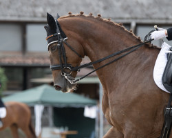 dressage horse Lord Loxley's pure pleasure (Rhinelander, 2006, from Lord Loxley I)