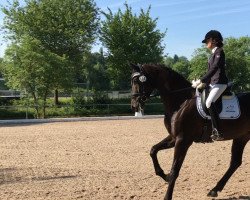 dressage horse Loreen S (Württemberger, 2013, from Lord Leopold 7)