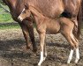 dressage horse Ziemlich Bester Freund (Hanoverian, 2019, from Zoom 8)