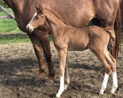 dressage horse Ziemlich Bester Freund (Hannoveraner, 2019, from Zoom)