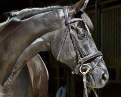 broodmare Heartlight (Trakehner, 2014, from Ovaro)