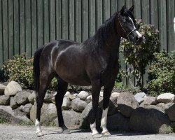 broodmare Camar Qapriziosa (Arab half breed / Partbred, 2020, from Gabun)