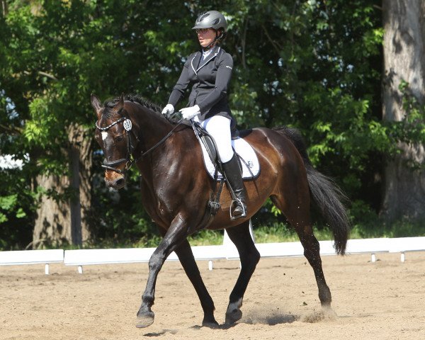 dressage horse Conway 22 (German Sport Horse, 2004, from Cardenio)