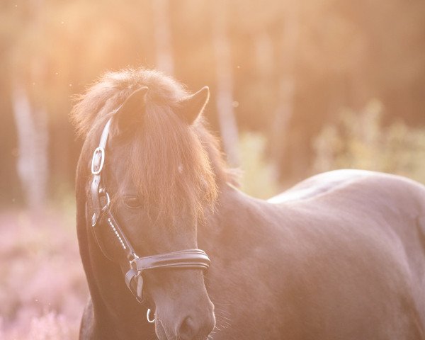 dressage horse Tenda U (German Riding Pony, 2013, from No Limit)