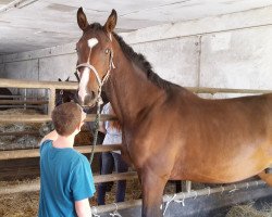 stallion Schlaubicus G (Hanoverian, 2014, from Spartacus TN)