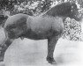 stallion Brin d'Or (Brabant/Belgian draft horse, 1893, from Jupiter)